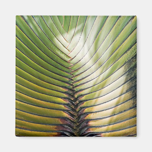 Aimant Arbre du voyageur- Guadeloupe (Devant)