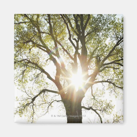 Aimant Arbre éclairé (Devant)