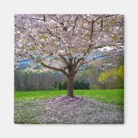 Arbre fleuri rose cerisier avec bois