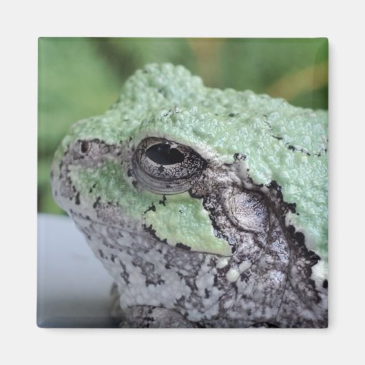 Aimant Arbre grenouille (Devant)