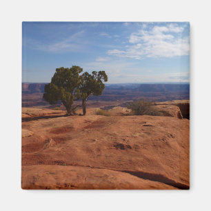 Aimant Arbre hors des rochers rouges dans le parc nationa