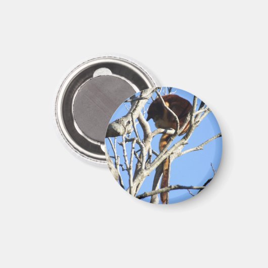 Aimant Arbre magnétique Kangaroo (Recto/Verso)