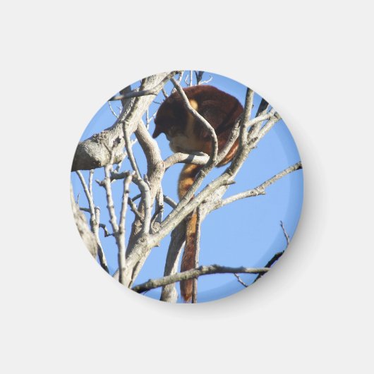 Aimant Arbre magnétique Kangaroo (Devant)