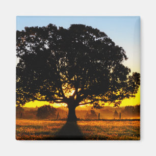 Aimant Arbre pendant le matin