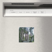 Aimant Arbre Pieuvre, Cape Meares, Oregon (In Situ (Lave-vaisselle))