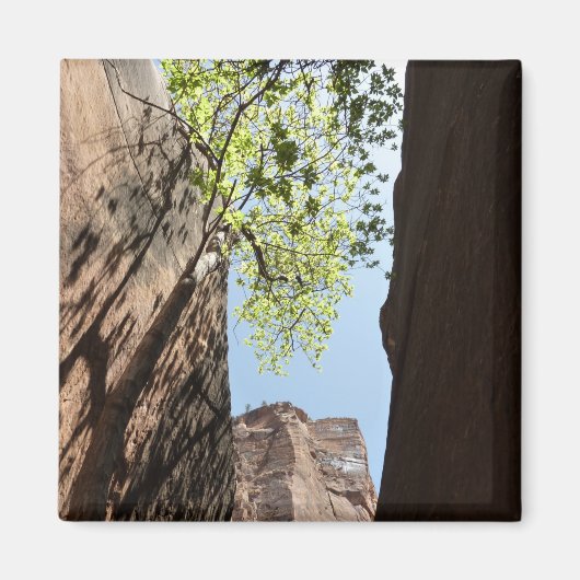 Aimant Arbre qui pousse entre les rochers dans le parc na (Devant)