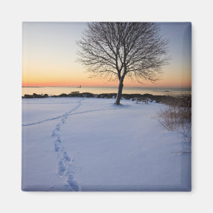 Aimant Arbre solitaire dans la neige fraîche à New Castle