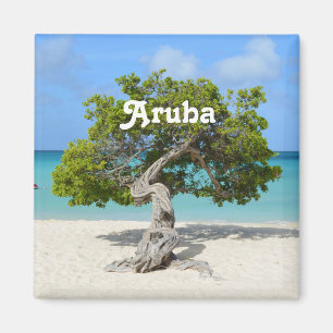 Aimant Arbre solo de Divi Divi dans Aruba