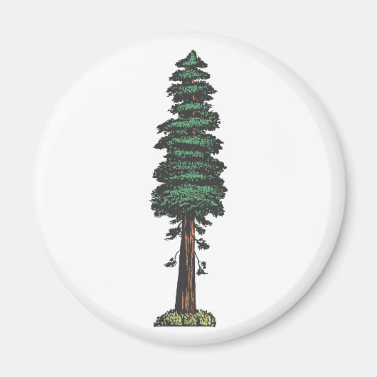 Aimant Arbre tree sequoia (Devant)
