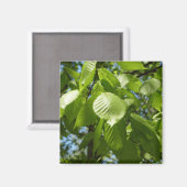 Aimant Arbre vert Feuille à bouleau printanier (Recto/Verso)