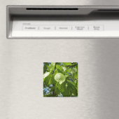 Aimant Arbre vert Feuille à bouleau printanier (In Situ (Lave-vaisselle))