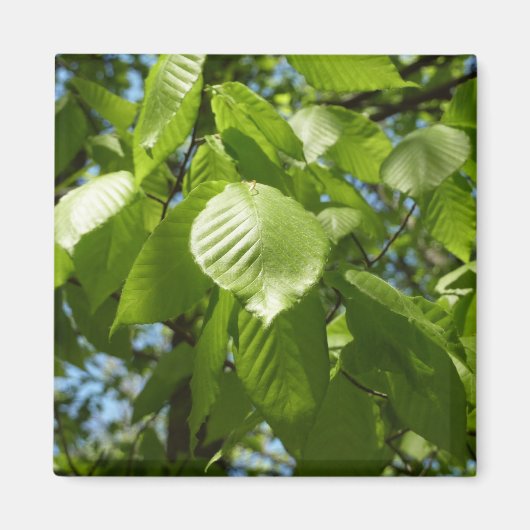 Aimant Arbre vert Feuille à bouleau printanier (Devant)