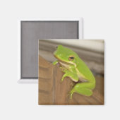 Aimant ArbreFrog1 (Recto/Verso)