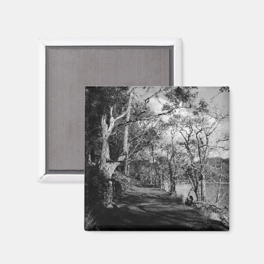 AIMANT ARBRES (Recto/Verso)