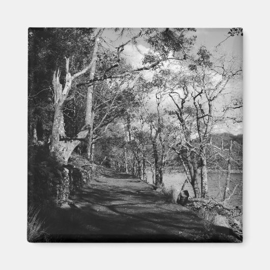 AIMANT ARBRES (Devant)