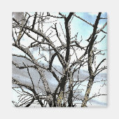 AIMANT ARBRES (Devant)