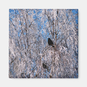 AIMANT ARBRES