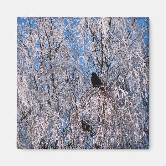 AIMANT ARBRES (Devant)