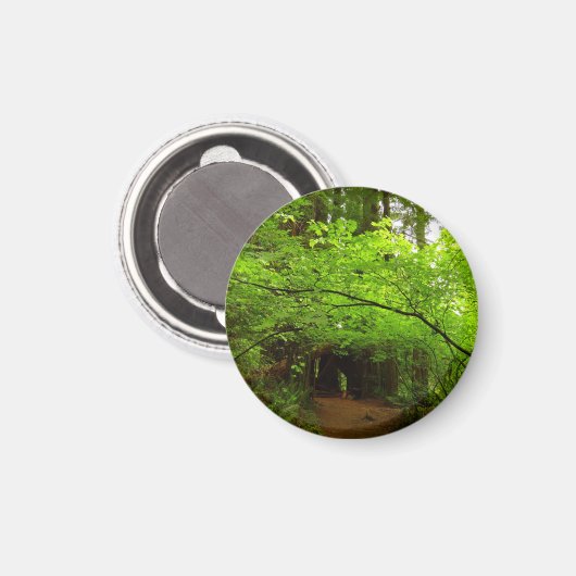 Aimant Arbres à érable dans la forêt de séquoias (Recto/Verso)