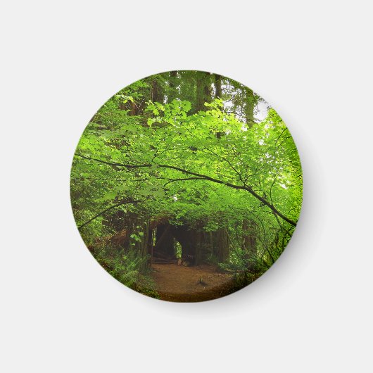 Aimant Arbres à érable dans la forêt de séquoias (Devant)