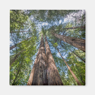 Aimant Arbres de séquoia Comté de Marin, Californie