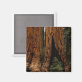 Aimant Arbres de séquoia, Parc national de Sequoia. (Recto/Verso)