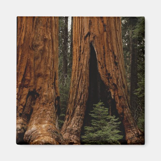 Aimant Arbres de séquoia, Parc national de Sequoia. (Devant)
