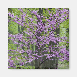 Aimant Arbres Redbud en pleine floraison printanière près