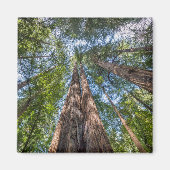 Aimant Arbres séquoias | Comté de Marin, Californie (Devant)