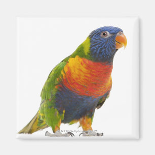 Aimant Arc-en-ciel femelle Lorikeet - Trichoglossus