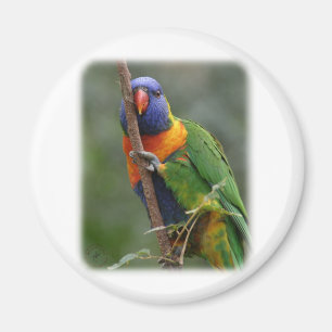 Aimant Arc-en-ciel Lorikeet 9Y209D-177