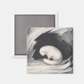 Aimant Arctic Fox, from 'Narrative of a Second voyage in (Recto/Verso)