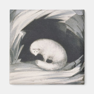 Aimant Arctic Fox, from 'Narrative of a Second voyage in