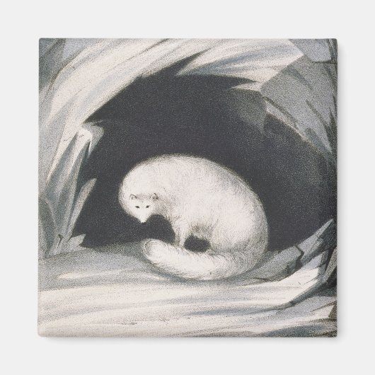Aimant Arctic Fox, from 'Narrative of a Second voyage in (Devant)