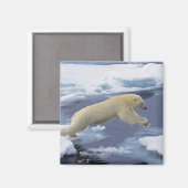 Aimant Arctique, Svalbard, Ours polaire s'étendant (Recto/Verso)