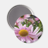 Aimant Argyranthemum frutescens Marguerite Daisies (Recto/Verso)