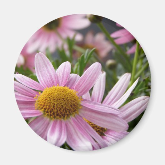 Aimant Argyranthemum frutescens Marguerite Daisies (Devant)