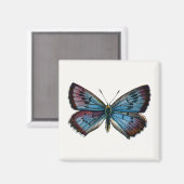 Aimant Arion glaucopsyche - Le Grand Papillon Bleu (Recto/Verso)