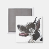 Aimant Arlequin Great Dane (Recto/Verso)