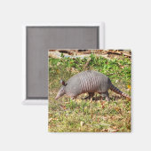 Aimant Armadillo (Recto/Verso)