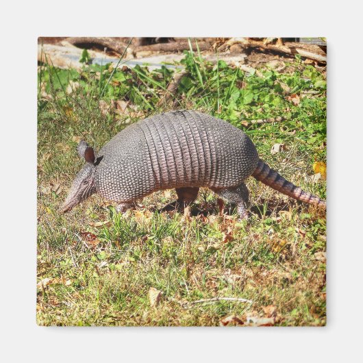 Aimant Armadillo (Devant)
