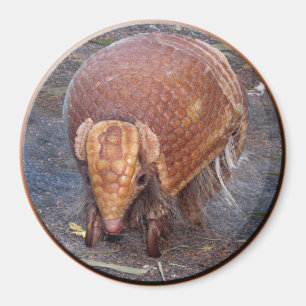 Aimant Armadillo d'Helaine