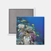 Aimant Around Small Coral (Recto/Verso)