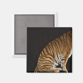 Aimant Arrière du tigre assis sur la plateforme (Recto/Verso)