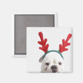 Aimant arrière - plan blanc, bulldog mâle blanc, rouge (Recto/Verso)