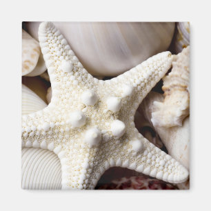 Aimant Arrière - plan d'étoiles de mer de Shell de mer 
