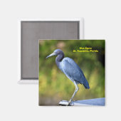 Aimant Arrière - plan Egret bleu (Recto/Verso)