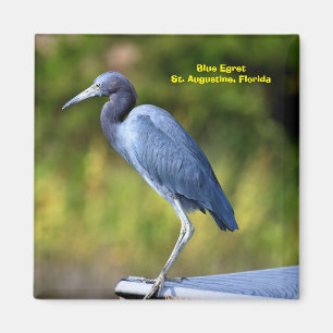 Aimant Arrière - plan Egret bleu 