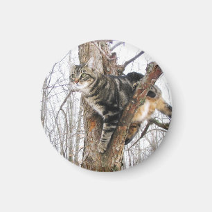 Aimant Arrondi de l'aimant pour chat de table