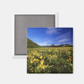 Aimant Arrowleaf balsomroot couvre la prairie avec (Recto/Verso)
